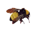 flowerboybee