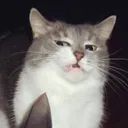 angrycat