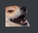 doggo