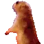 prairiedog