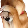pupperSHY