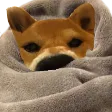 pupperCOMFY
