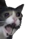 catlurkscream