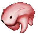 polarangery