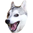 pundog