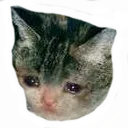 sadcat