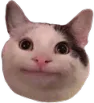Polite Cat politecat Discord Emoji