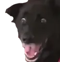 Dog Scared DogScared Discord Emoji