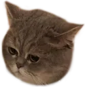 sadcat sadcat