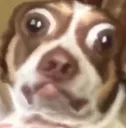 dogwtf