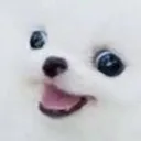 cooldog