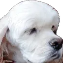 bpkai