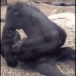 :AnimatedHotSex02: Discord Emote