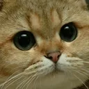 CloseCat