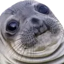 Scaredsealboi
