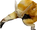 mothtuch