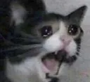 cryingcat