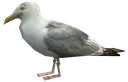 Seagull