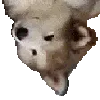 UpsideDownDoggo UpsideDownDoggo