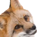 WhatTheFox