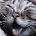 anAhegaoCat