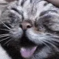 anAhegaoCat anAhegaoCat