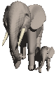 elephants