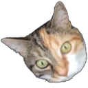 Jessicat