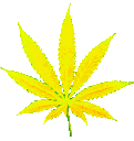 weed