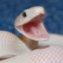 happysnek Discord Emoji