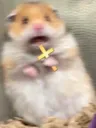 Hamster