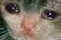 sadcat