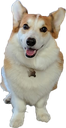 RyansCorgi Discord emoji