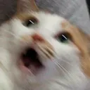 catWHAT