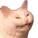 :Cat: Discord Emote