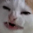 catnobanana