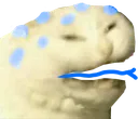scREEb