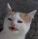 trashcat trashcat