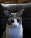 Catto Discord emoji
