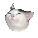 smugcat