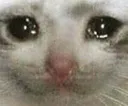sadcat
