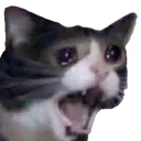 scree