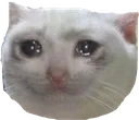 sadcat sadcat
