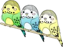 :birbs: