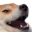 xdBOYE
