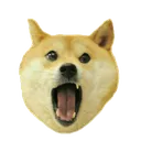 dogeAmazed Discord Emoji