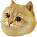 dogeCat Discord Emoji