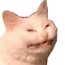 PepestanCatAngery Discord Emoji