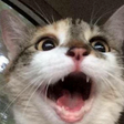 :PepestanCatMeow: Discord Emote