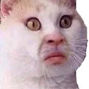 PepestanCatWut Discord Emoji